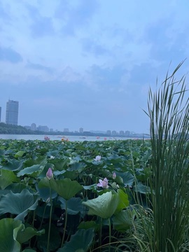 果果～救救榜叭主播照片