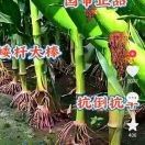 1954188616的头像