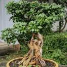 天鹏in雄关的头像