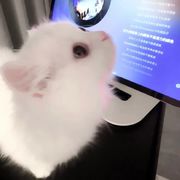新人微微ovo