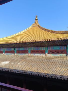 萌新宝宝cblld-的图片