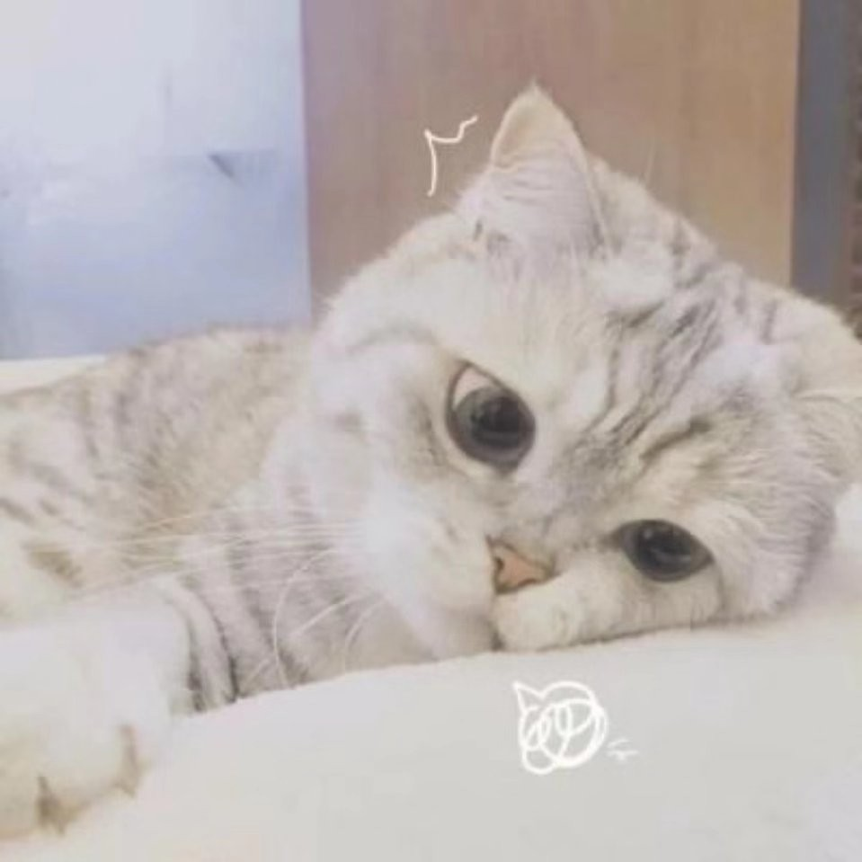 萌新宝宝季伯苌。海报