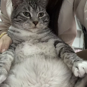 悦悦爱吃鱼