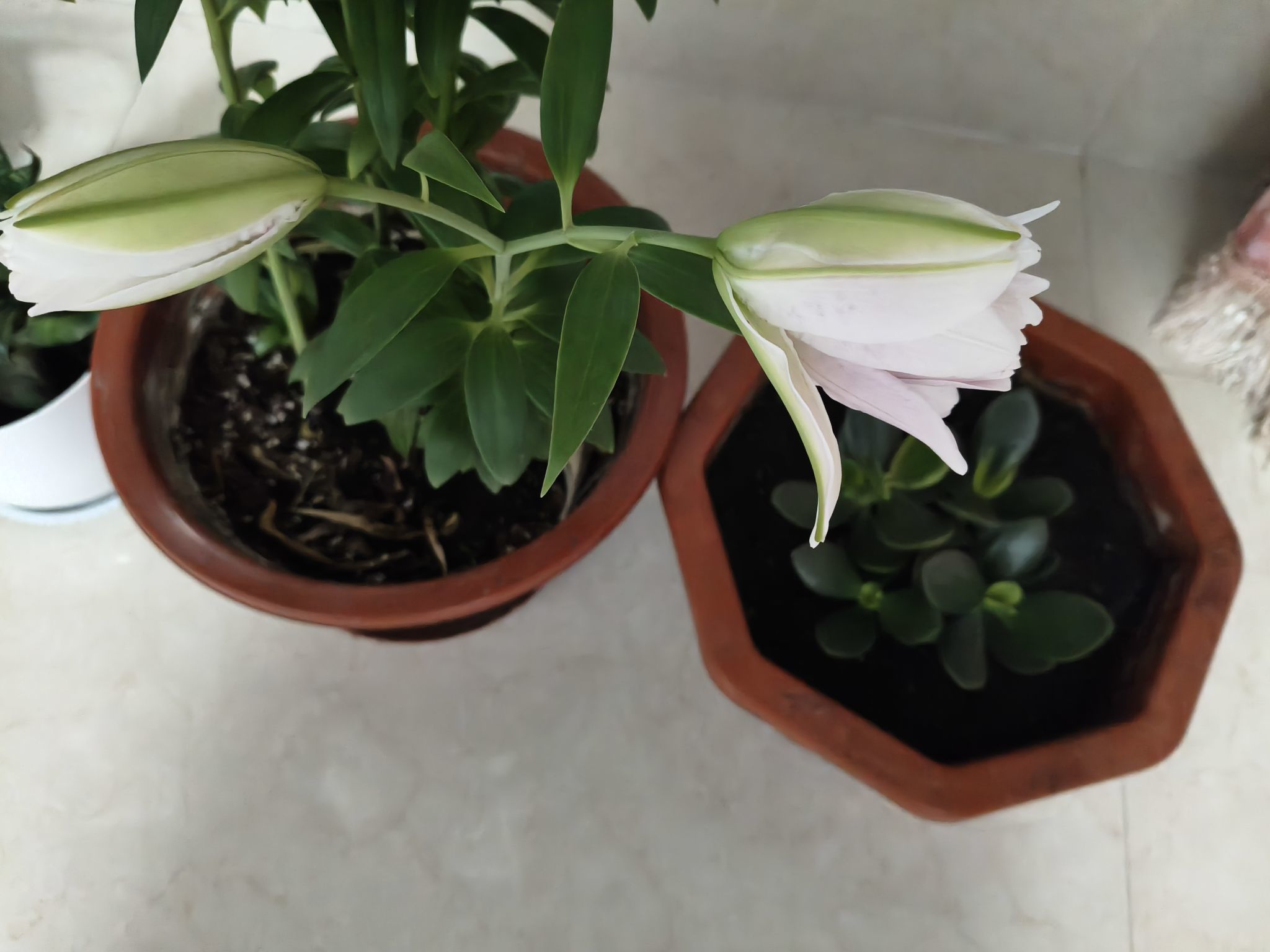 野百合饿晕了🌱🌱主播图片