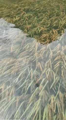 代号：夜枭的图片