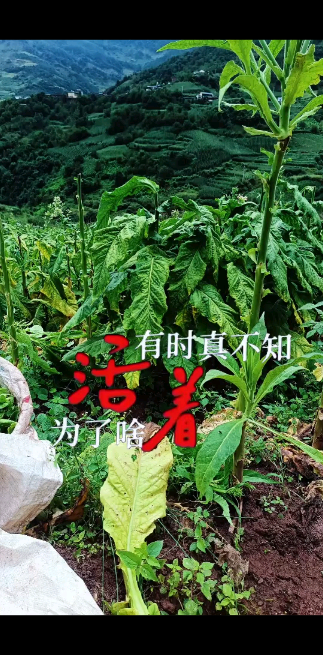 带你去看高山流水