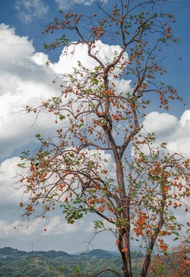艾欣ღ好好播的图片