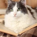 我是可爱的小猫咪。