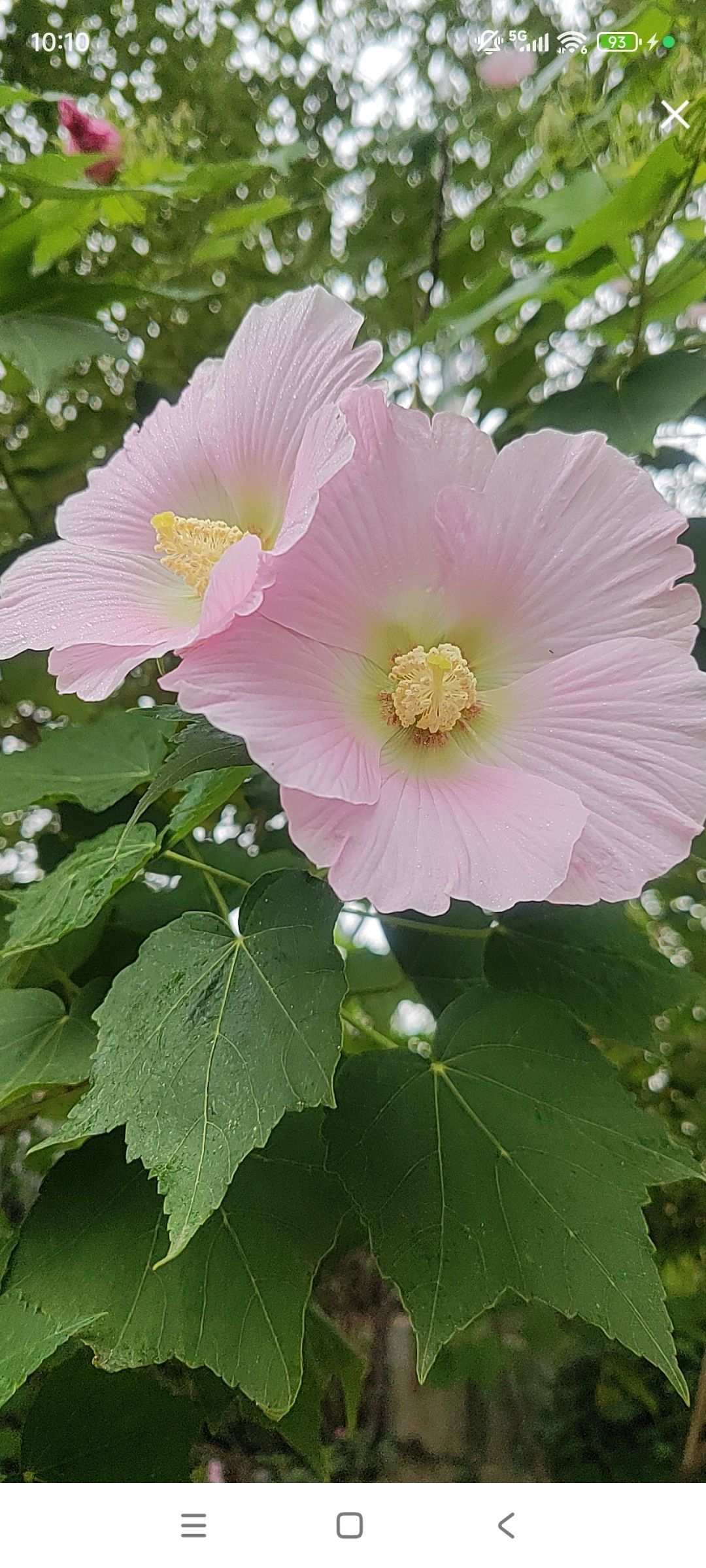 婷婷💕感恩有你陪伴主播图片