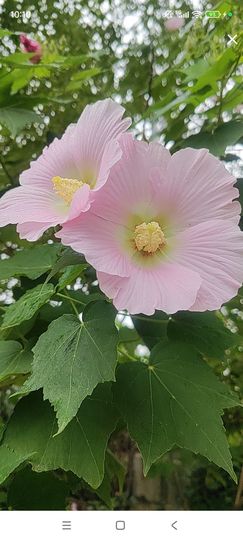 婷婷💕求过月底任务的图片