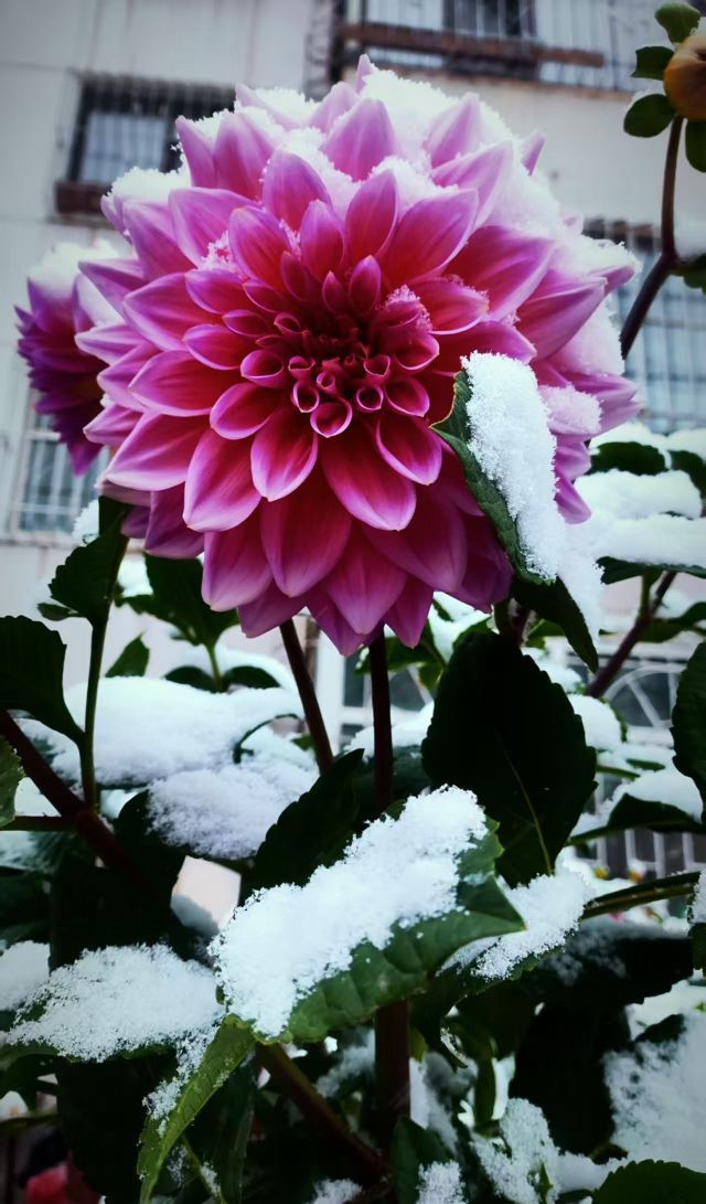 小七金光灿灿主播图片