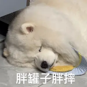 芒狗🐶的头像