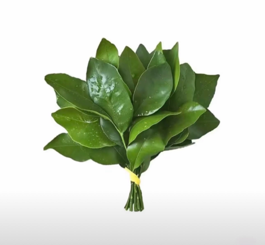 萌新宝宝krjrj海报