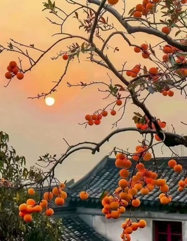新人小喵🌻的图片