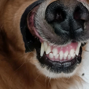 萌新宝宝zbzlp的头像