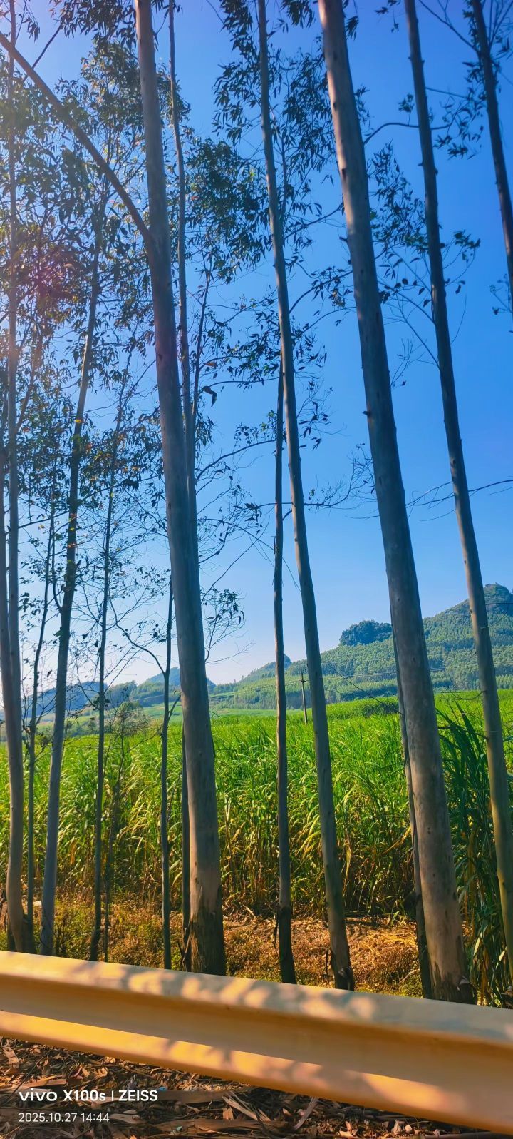 妞妞骑行南宁的主播照片