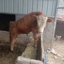 平安一生牛的头像