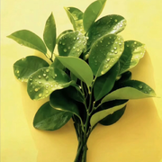 过往ღᩚ不念的头像