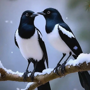 寂寞无聊╭摸一对🦜