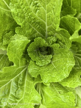 洋洋的锅锅的图片