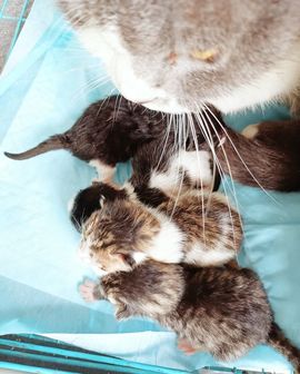 娇纵✨歌牌的图片