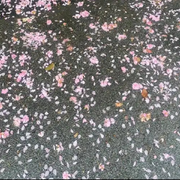 落花满天坠的头像