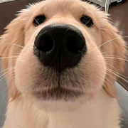 蝴蝶流白色眼泪