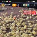 重庆啤酒节@海南自贸的头像