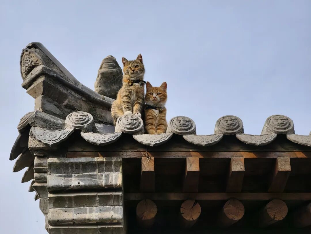 猫猫🌱JING.7主播图片