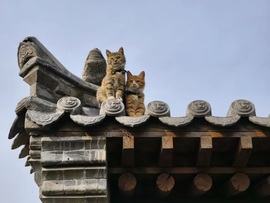 猫猫🌱JING.7的图片