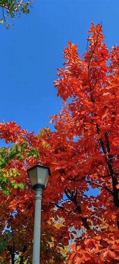 雪er，唱歌的图片