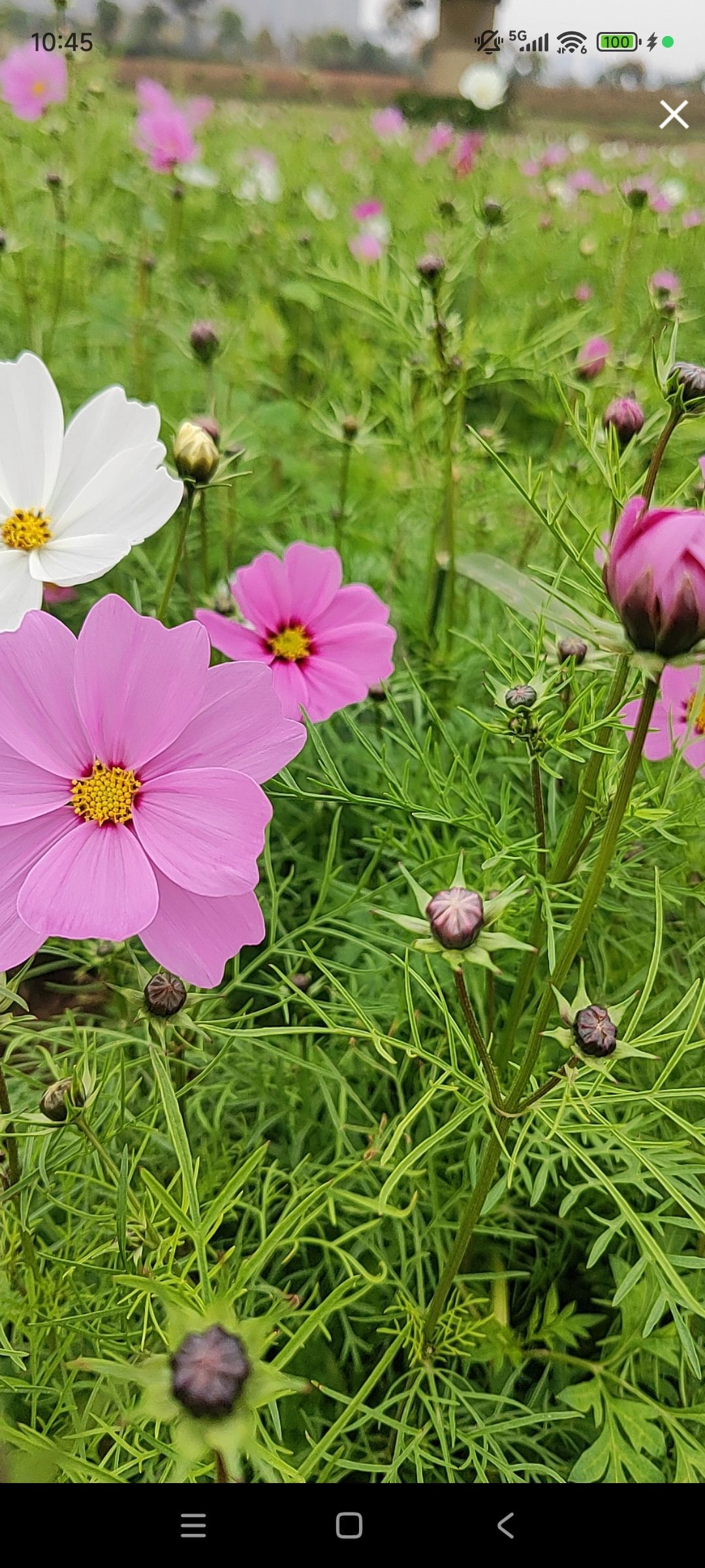婷婷💕感恩有你陪伴主播图片