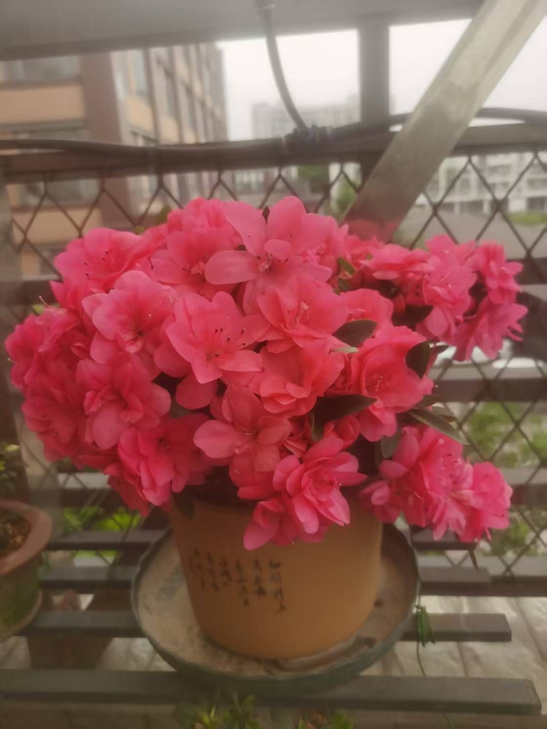 冷憶依然明天9.30主播图片