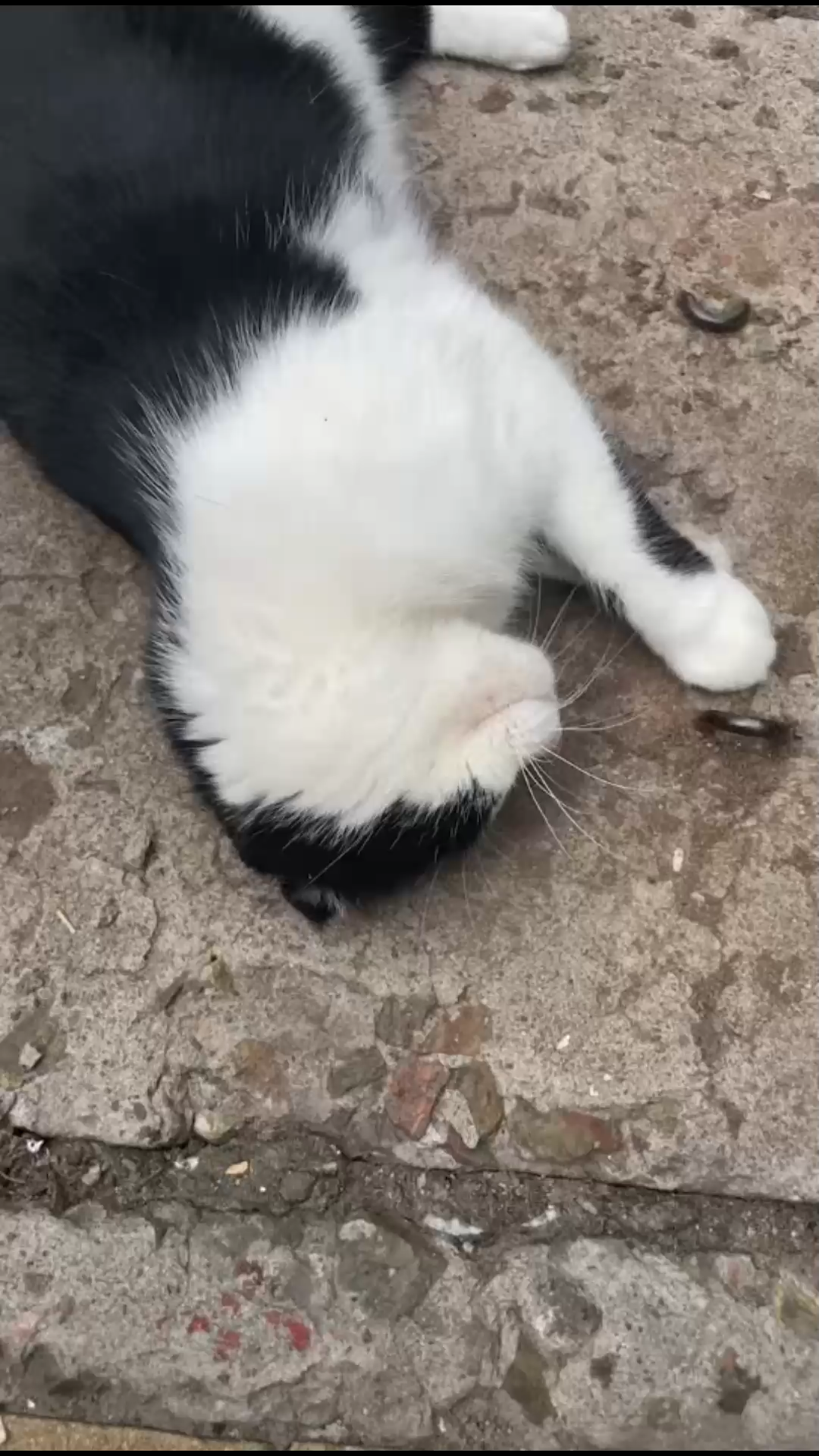 滴滴，喵妲己出没～