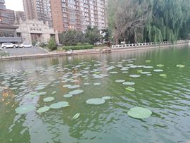 天王盖地虎虎044的图片