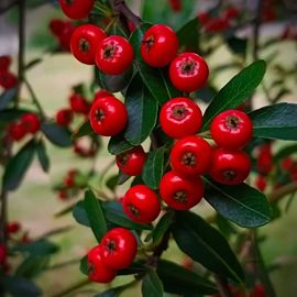 小仙女在等你投喂的图片