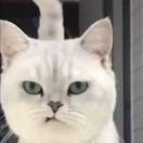 🦐🦐🦐KRR的头像