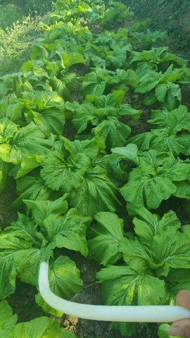 ♥╭侯爵团幽灵♥╭的图片