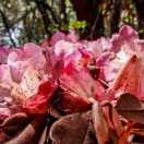 阿全哥cIF的頭像