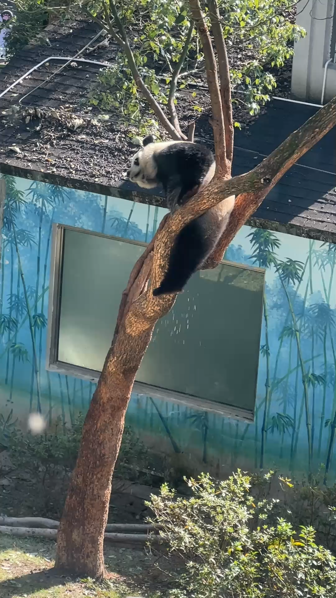 长这么大第一次见熊猫