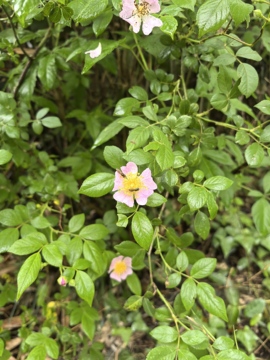 张张美人因上用功的图片