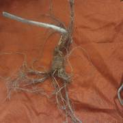 七零人生的头像