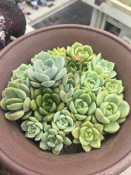 张张美人因上用功的图片