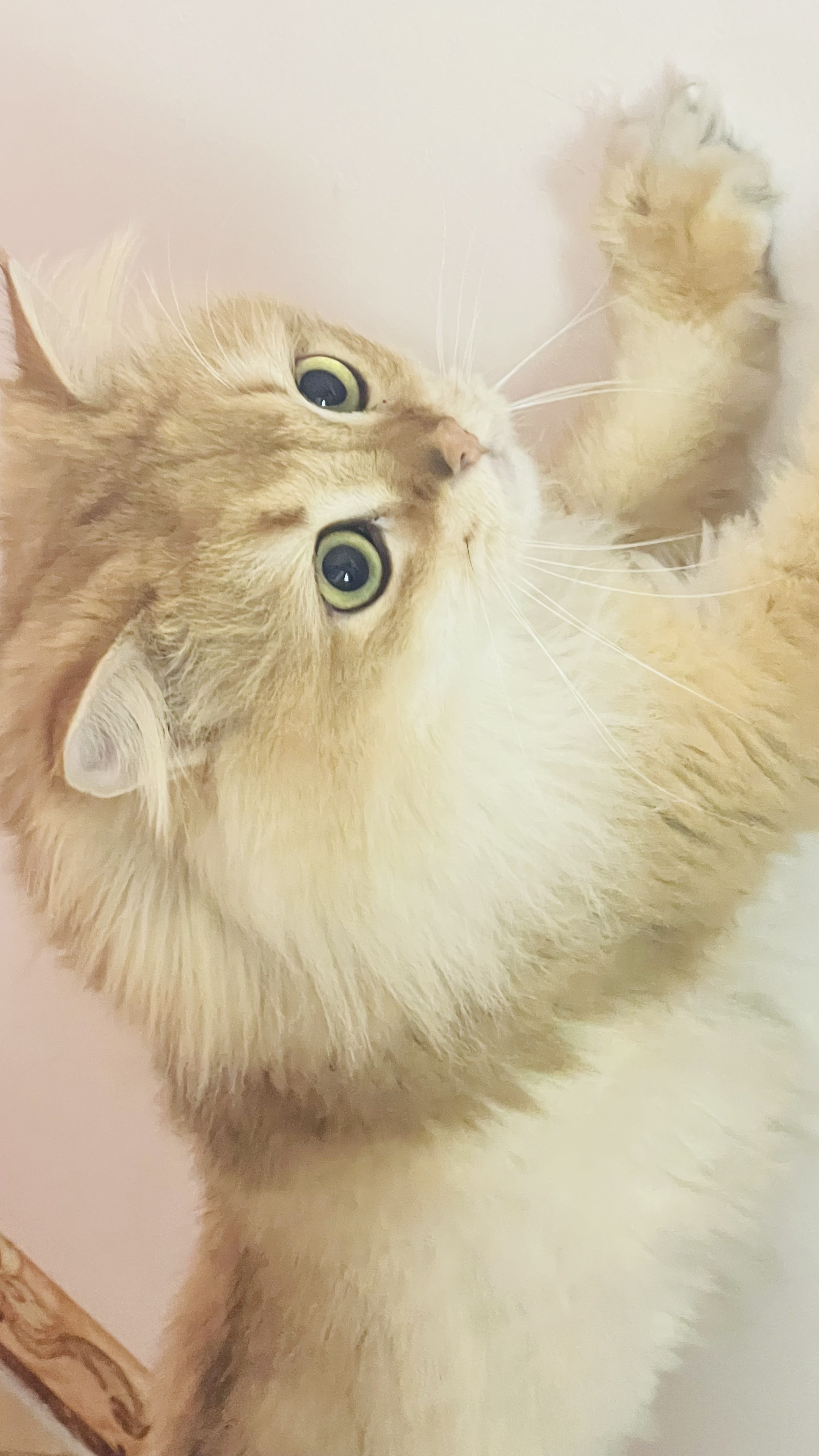 ☂客家甜心金牌代理☂主播图片