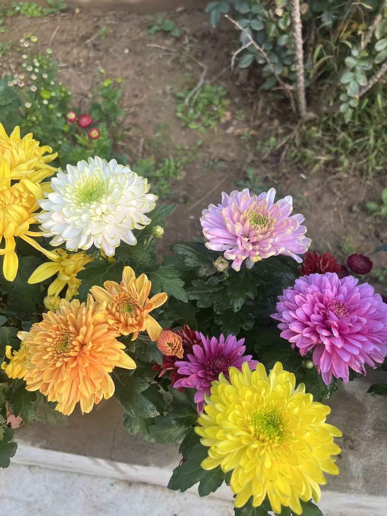 鸭鸭🐰主播图片