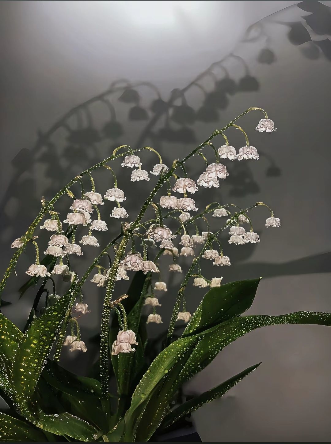 ?？怂?的主播照片