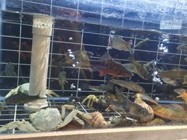 青杉🎤可爱迷人的图片