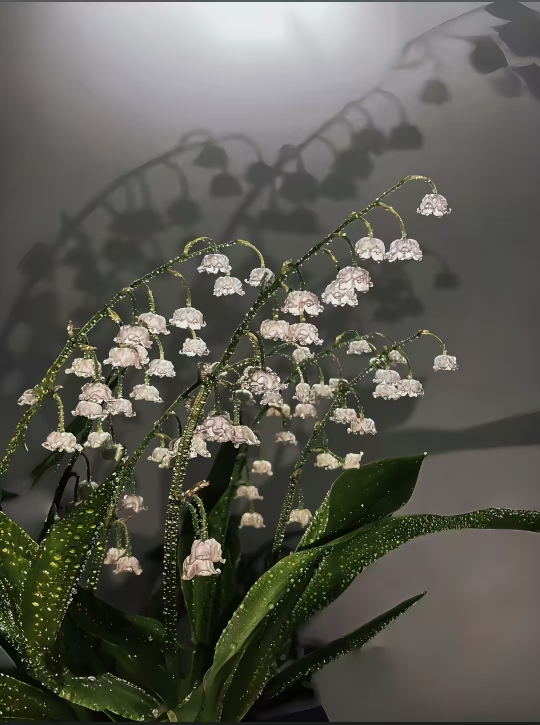 海克斯.的主播照片