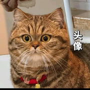 挖了个球球的头像