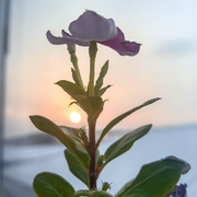 一鹿🦌繁华的头像